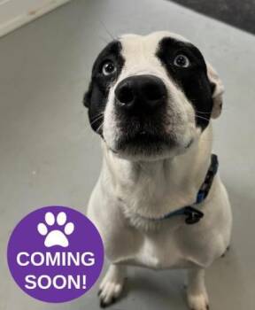 American Bulldog and Mixed Breed Dogs Available for Adoption in Erin, Ontario - Senna | PetCurious