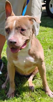 Pit Bull Terrier Dogs Available for Adoption in Zuni, Virginia - Sensi | PetCurious