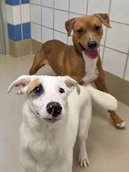 Rhodesian Ridgeback and Labrador Retriever Dogs Available for Adoption - Gingersnap | PetCurious