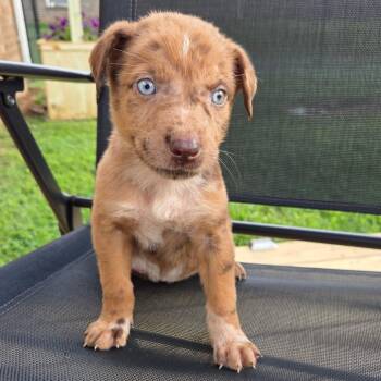 August -  Australian Shepherd and Mixed Breed Dog for Adoption in Brownsboro, Alabama - August | PetCurious