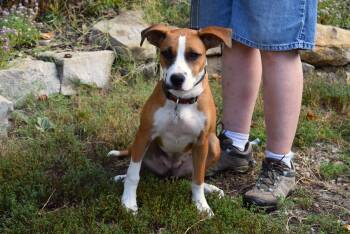 Rescue Terrier Dogs for Adoption in Parkville, Missouri - Darcy | PetCurious