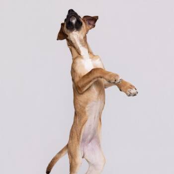 Mixed Breed Dogs Available for Adoption in Leander, Texas - Romaine | PetCurious