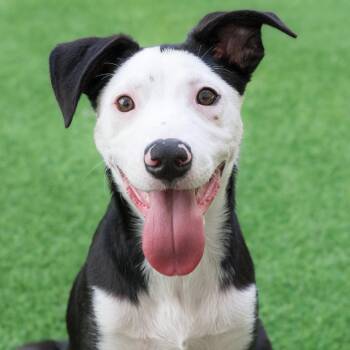 Myrtle the Puppy! -  Pit Bull Terrier Dog for Adoption in Burlingame, California - Myrtle The Puppy! | PetCurious