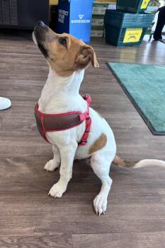 Atlas -  Jack Russell Terrier Dog for Adoption in Mobile, Alabama - Atlas | PetCurious