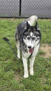 Flower -  Husky Dog for Adoption in Shepherdsville, Kentucky - Flower | PetCurious