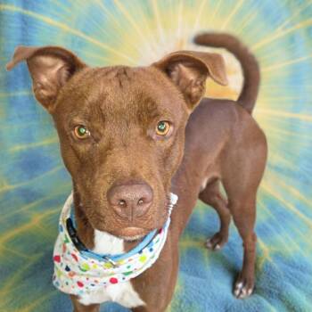 Labrador Retriever and Mixed Breed Dogs Available for Adoption - Rosco | PetCurious