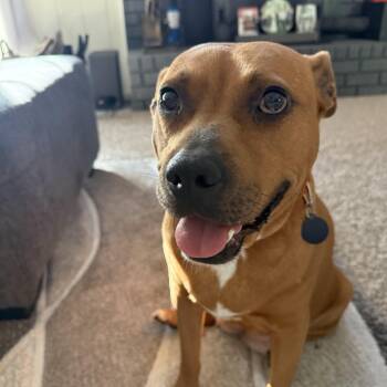 Pit Bull Terrier Dogs Available for Adoption in Columbia, South Carolina - Natasha | PetCurious