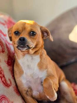 Rescue Pug and Chihuahua Dogs for Adoption in Piedmont, Oklahoma - Miss Peach | PetCurious
