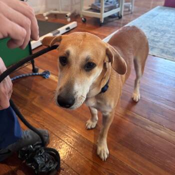 Rescue Carolina Dog and Labrador Retriever Dogs for Adoption in San Antonio, Texas - Gemma | PetCurious