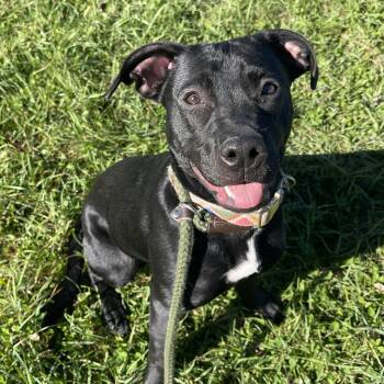 Puddle -  Black Labrador Retriever Dog for Adoption in Allegan, Michigan - Puddle | PetCurious