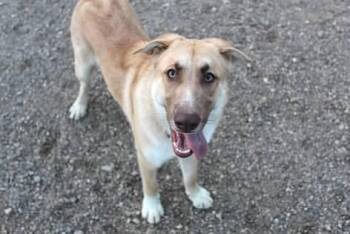 Rescue Australian Shepherd Dogs for Adoption in Pierre, South Dakota - Mango | PetCurious