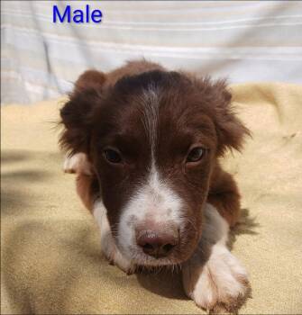 Spaniel and Brittany Spaniel Dogs Available for Adoption in Thompson Falls, Montana - McKenna | PetCurious