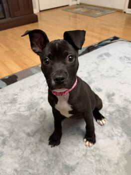 Rescue Pit Bull Terrier and Mixed Breed Dogs for Adoption in Springfield, Illinois - Birdie (in A FOSTER Home) | PetCurious