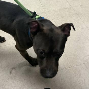 Chauffeur -  Pit Bull Terrier Dog for Adoption in Saint Joseph, Missouri - Chauffeur | PetCurious