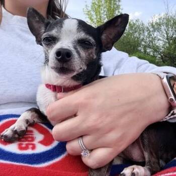Chihuahua and Mixed Breed Dogs Available for Adoption in Wheaton, Illinois - Mini | PetCurious