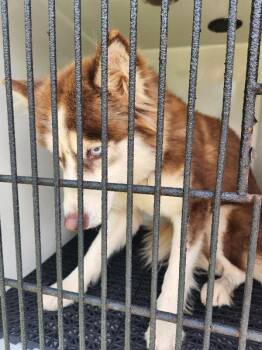 Roxey -  Siberian Husky Dog for Adoption in Mobile, Alabama - Roxey | PetCurious