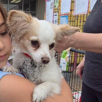 Bella -  Papillon and Chihuahua Dog for Adoption in Chico, California - Bella | PetCurious