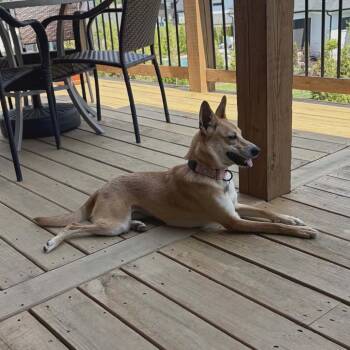Collie Dogs Available for Adoption in La Grange, Kentucky - Delilah | PetCurious