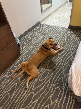 Pit Bull Terrier Dogs Available for Adoption in Germantown, Ohio - Kross | PetCurious