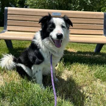 Clancy -  Australian Shepherd and Border Collie Dog for Adoption in Logan, Utah - Clancy | PetCurious