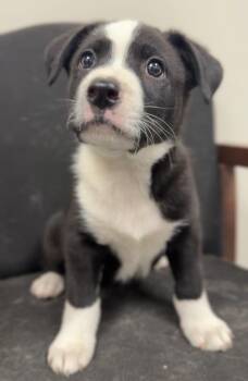 Kovu -  Mixed Breed Dog for Adoption in Bemidji, Minnesota - Kovu | PetCurious
