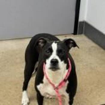 Epic -  Pit Bull Terrier Dog for Adoption in La Grange, Texas - Epic | PetCurious