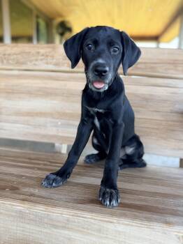 Nori -  Black Labrador Retriever and Border Collie Dog for Adoption in Dallas, Texas - Nori | PetCurious