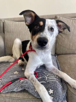 Chumba -  Mixed Breed Dog for Adoption in Thousand Oaks, California - Chumba | PetCurious