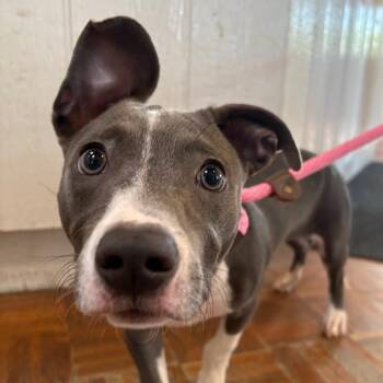 Slinky -  Pit Bull Terrier and Dachshund Dog for Adoption in Goleta, California - Slinky | PetCurious