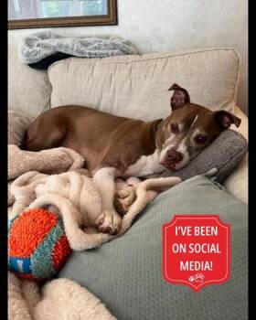 Buzz Lightyear -  Mixed Breed Dog for Adoption in Cincinnati, Ohio - Buzz Lightyear | PetCurious