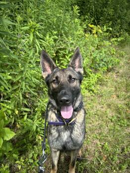 Rescue German Shepherd Dog and Belgian Shepherd Malinois Dogs for Adoption in Saint-basile, Quebec - Bashka | PetCurious