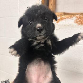 Black Swan -  Keeshond and Mixed Breed Dog for Adoption in Morton Grove, Illinois - Black Swan | PetCurious