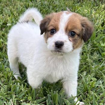Husky Dogs Available for Adoption in Wiggins, Mississippi - Pipper | PetCurious