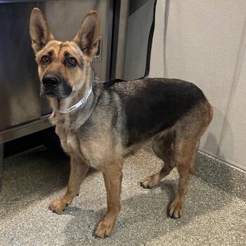 IVHS-Stray-140847 -  German Shepherd Dog Dog for Adoption in San Gabriel, California - IVHS-Stray-140847 | PetCurious