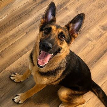 Cecil -  German Shepherd Dog Dog for Adoption in Brentwood, Tennessee - Cecil | PetCurious