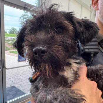 YORK-Stray-16473 -  Terrier Dog for Adoption in York, Pennsylvania - YORK-Stray-16473 | PetCurious