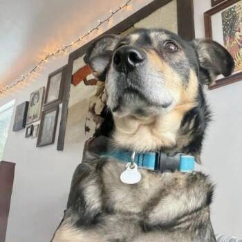 Husky Dogs Available for Adoption in Anchorage, Alaska - Snoopy | PetCurious