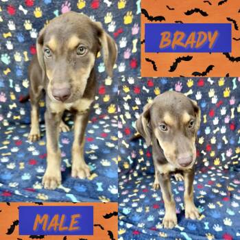Brady -  Labrador Retriever Dog for Adoption in Manchester, Connecticut - Brady | PetCurious