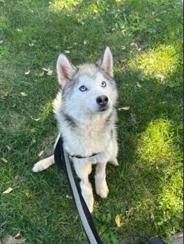 Bingo -  Husky Dog for Adoption in Chicago, Illinois - Bingo | PetCurious