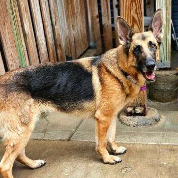 Rescue German Shepherd Dog Dogs for Adoption in Chicago, Illinois - Babe | PetCurious