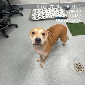 ISIS -  Labrador Retriever and Mixed Breed Dog for Adoption in Ocala, Florida - ISIS | PetCurious