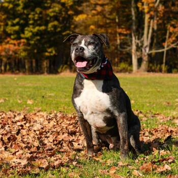 Rescue Boxer and English Bulldog Dogs for Adoption in Milan, Pennsylvania - Hank | PetCurious