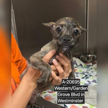 Chihuahua and Terrier Dogs Available for Adoption - WAGS-Stray-20692_2_3_4 | PetCurious