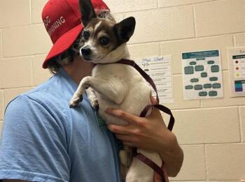 Chihuahua and Mixed Breed Dogs Available for Adoption in Colorado Springs, Colorado - RIKKI TIKKI TAVI | PetCurious