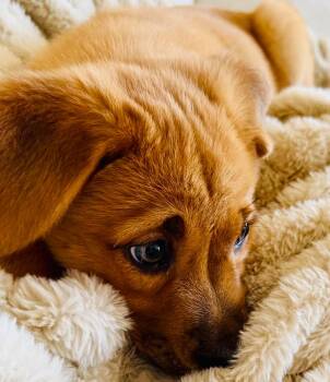 Junie Moon -  Mixed Breed Dog for Adoption - Junie Moon | PetCurious