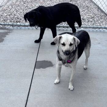 Raya -  Mixed Breed and Shepherd Dog for Adoption in Bismarck, North Dakota - Raya | PetCurious