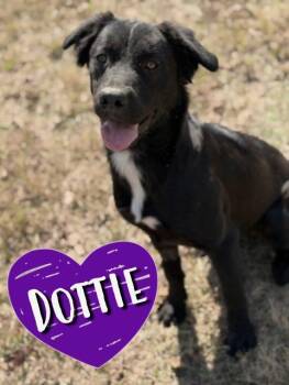 Rescue Labrador Retriever Dogs for Adoption in College Station, Texas - Dottie | PetCurious