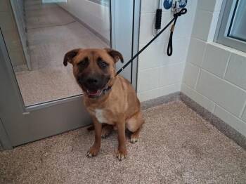 German Shepherd Dog and Mixed Breed Dogs Available for Adoption - TUCKER | PetCurious
