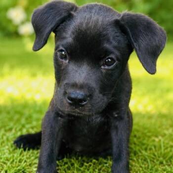 Bashful -  Labrador Retriever Dog for Adoption in South Elgin, Illinois - Bashful | PetCurious