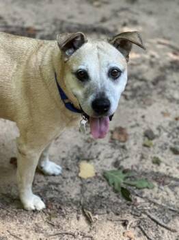 Tise -  Labrador Retriever and Mixed Breed Dog for Adoption in Atlanta, Georgia - Tise | PetCurious